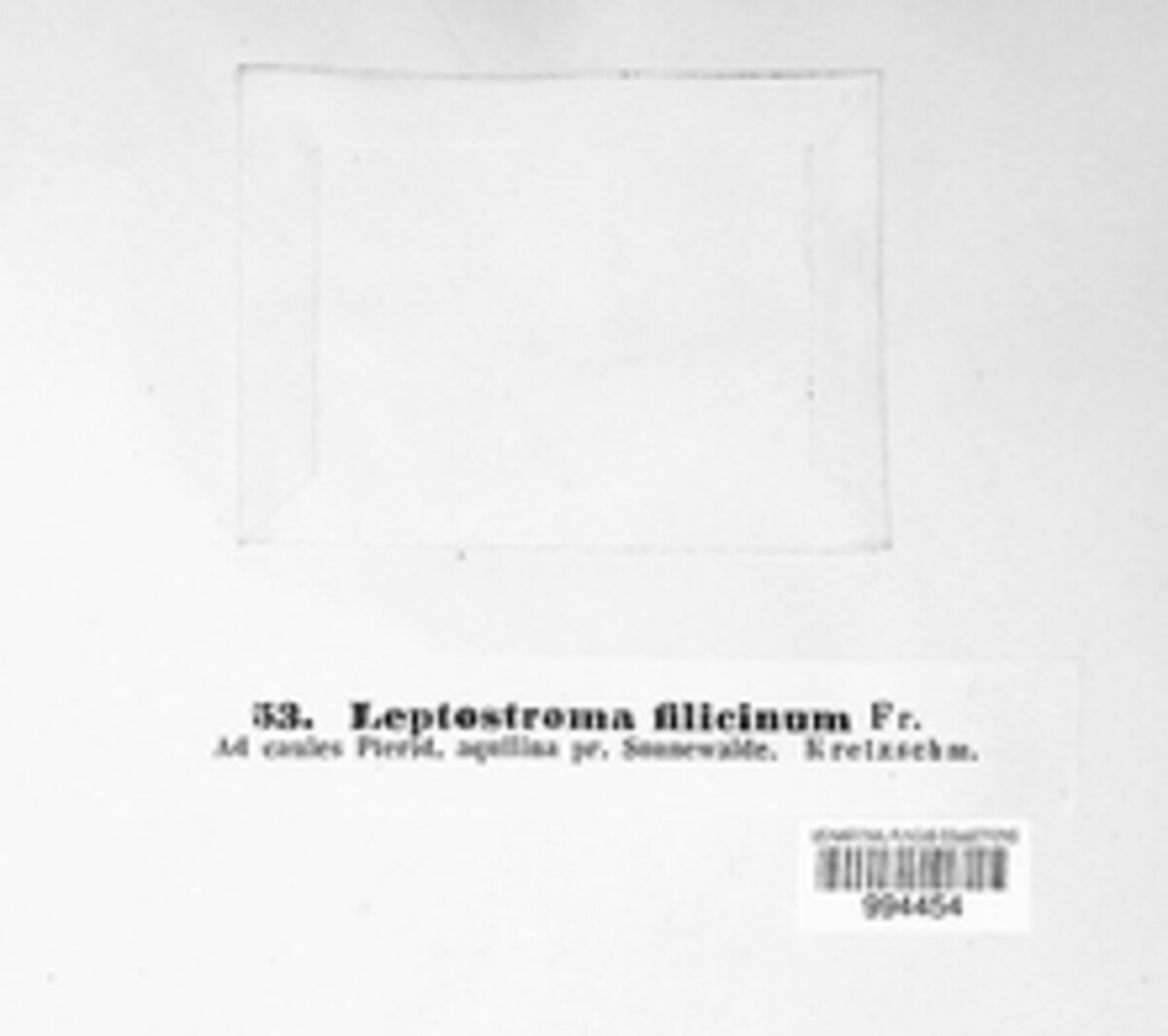 Cryptomycina filicina image